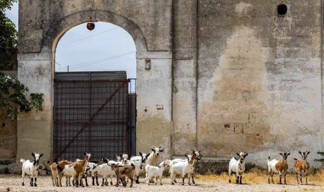 Masserie, caprette, acqua sorgiva e tanto verde: c' un angolo di Bari rimasto fermo nel tempo